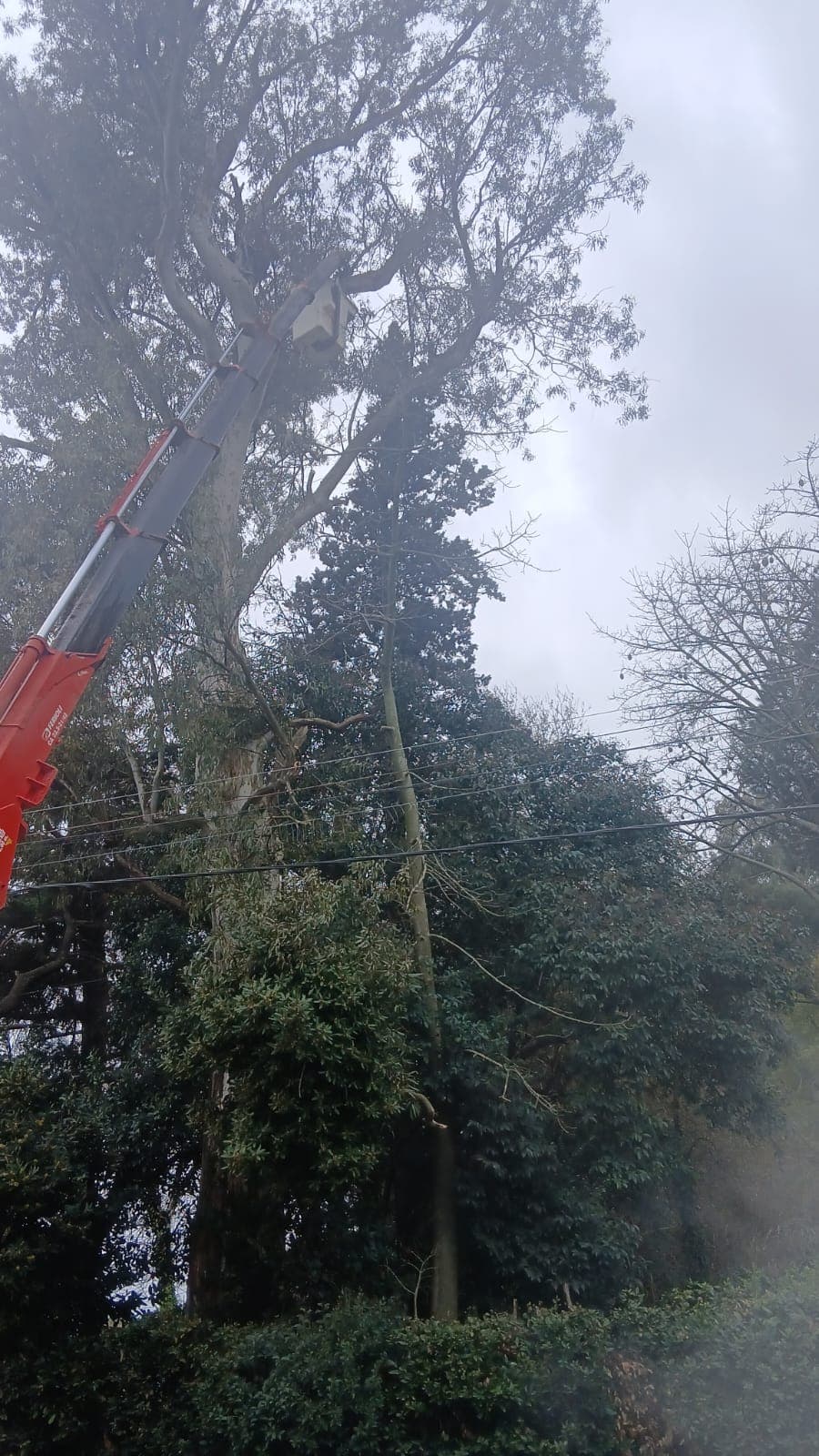 Cesta elevadora podando eucaliptos en el predio de San Nicolás